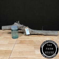 Carpino americano! Log 27,5"