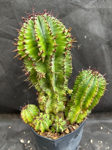 Euphorbia horrida cactus - euphorbia,