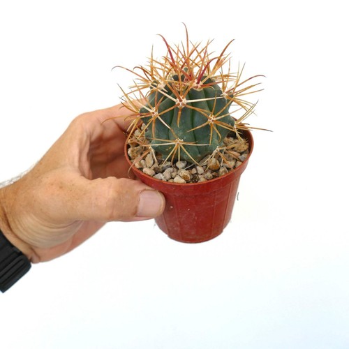 Ferocactus chrysacanthus 0001