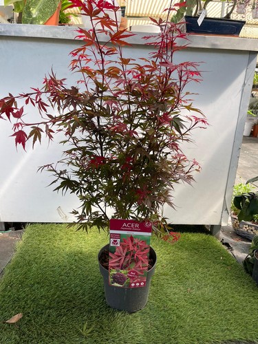 Acero acer shaina giapponese - acer,