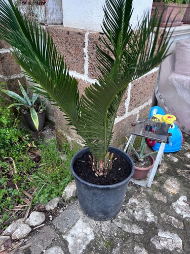 Pianta cycas anni - pianta,