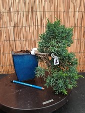 Bonsai di Ginepro h 27cm