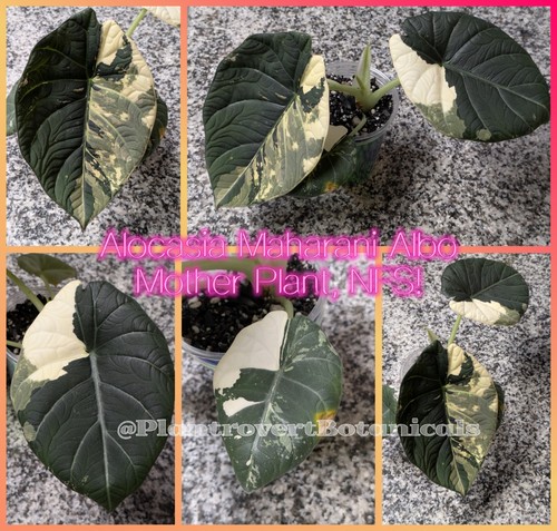 Variegated alocasia maharani - variegated,
