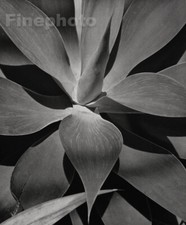 1945/92 Vintage HORST Botanica