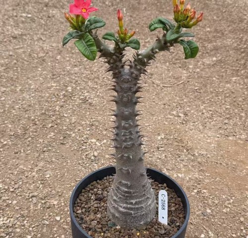 Rara pianta pachypodium - rara,