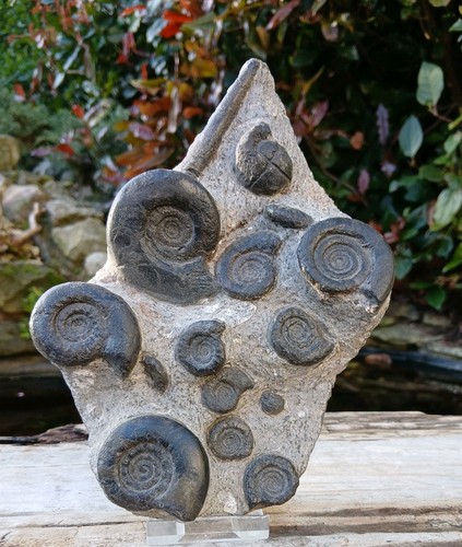 Fossil ammonite multiblock - fossil,