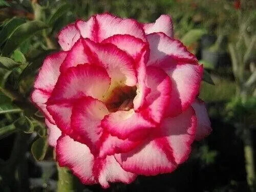 Semi adenium obesum - semi,