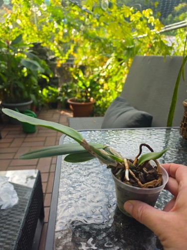 Laelia purpurata schusteriana
