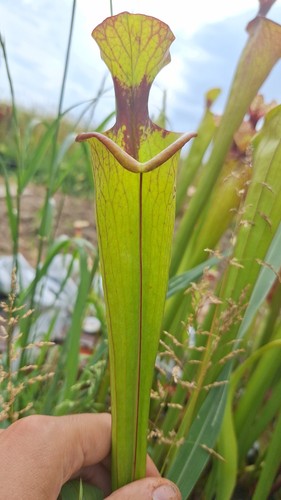 Sarracenia moorei