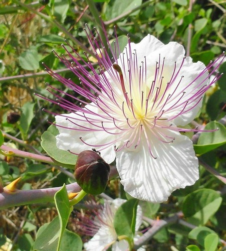 Capperi capparis spinosa 15 - capperi,,