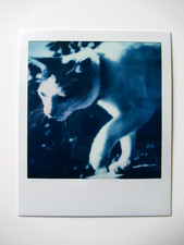 N. ARAKI: POLAROID ORIGINALE