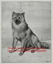 Cane Chow Chow come razza appariva nel XIX secolo, 1890 antica stampa e articolo