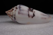 30 - Sea shells - Conus