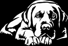 Adesivo LABRADOR - adesivo