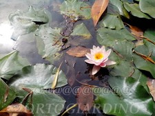 NINFEA ROSA - 15 SEMI DI