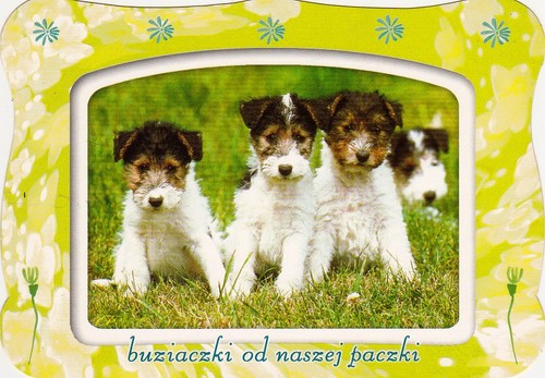Cartolina fox terrier - fox,