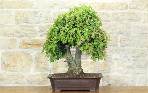 Bonsai quercia leccio - bonsai,
