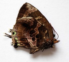 FLOS DIARDI IMPERIA - FEMMINA
