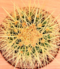Echinocactus grusonii ,  pot