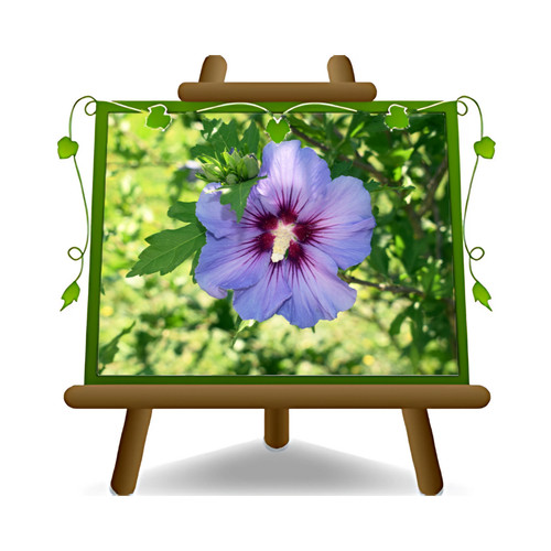 Hibiscus syriacus blue - hibiscus,