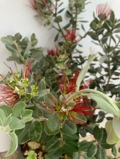 PIANTA DI METROSIDEROS EXCELSA