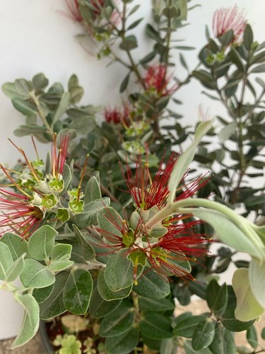 Pianta metrosideros excelsa - metrosideros,