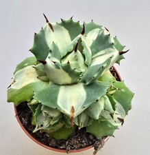 Bellissima agave potatorum - bellissima,