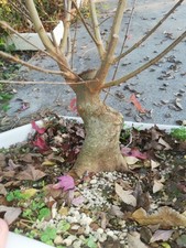 Bonsai Acer Buergerianum