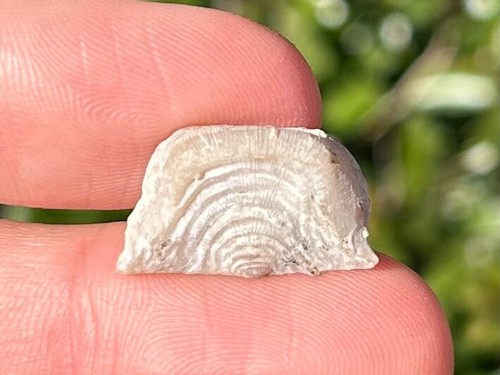 Oklahoma fossile brachiopode - fossile,