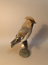 Taxidermy, Cabinet De Curiosites : Beccofrusone
