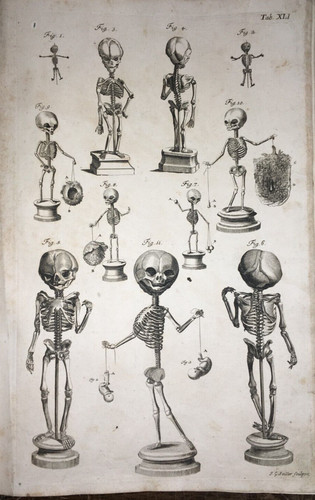 MEDICINA-ANATOMIA-OSTEOLOGIA-A