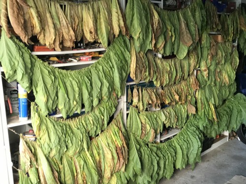 1000 semi tabacco - 1000,