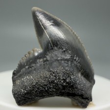 Dente di squalo tigre