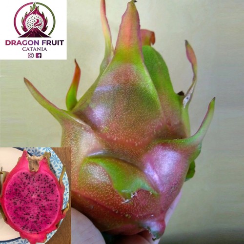 Talea pitaya frutto del - di,