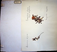 Erbario con piante vere dei dintorni di Trento.