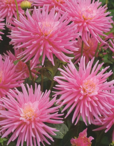 Dalia nana park - nana, "1