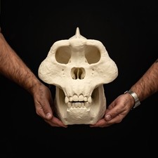 Gigantopithecus Skull Replica