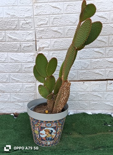 Fico india opuntia rufida - fico,