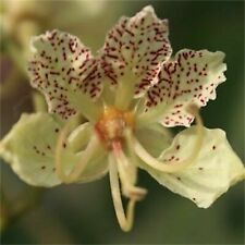 BAUHINIA SEMLA - ALBERO DI ORCHIDEE BIANCHE PUNTEGGIATO DI ROSSO, 10 semi