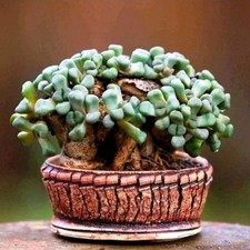 Aloinopsis schooneesii "MEDIUM