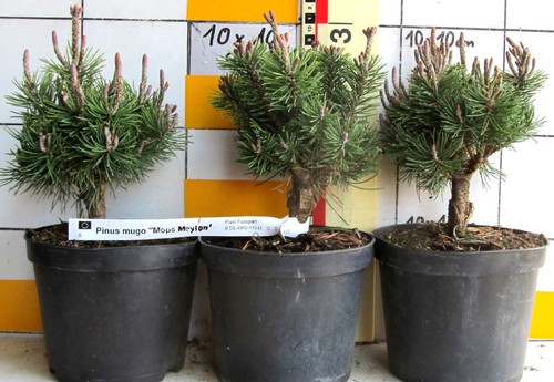 Pinus mugo mops - mugo, --