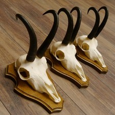 Corna Di Camoscio 3 Pezzi
