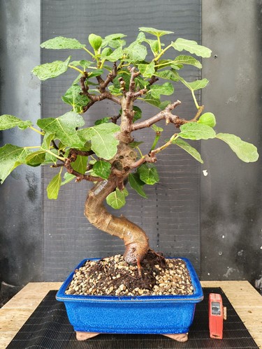 Bonsai fico 57 cm visita - bonsai,