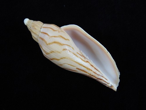 Sea shell fulgoraria - fulgoraria, hamillei