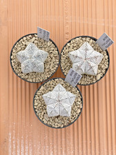 Astrophytum Myriostigma var