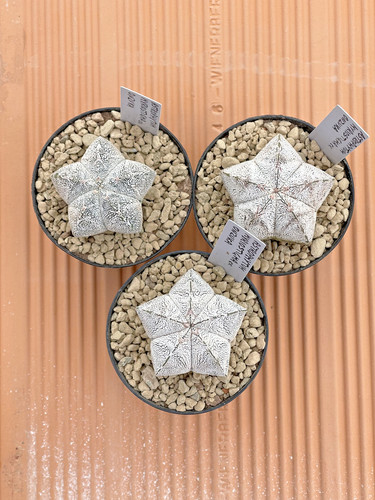 Astrophytum myriostigma var - myriostigma,