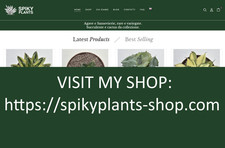 Sansevieria Rorida- rare plant in pot 12 cm