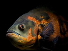 V0907 oscar fish bellissimo - oscar,