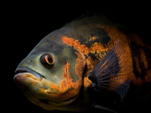 V0907 oscar fish - fish, bellissimo