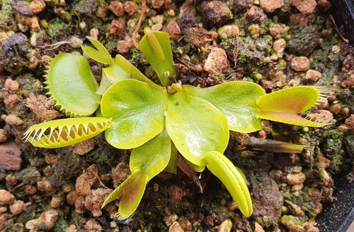 Dionaea muscipula dracula - dionaea,